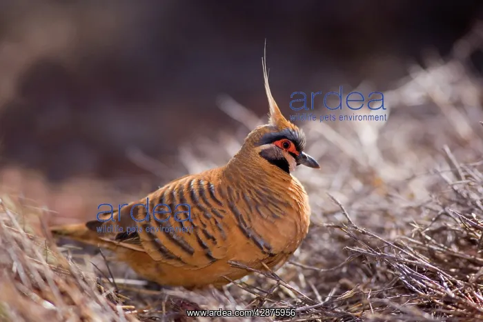 : Spinifex Pigeon - adult foraging for seeds amidst : Spinifex Pigeon - adult foraging for seeds amidst