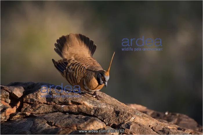: Spinifex Pigeon - Displaying on a rock - near : Spinifex Pigeon - Displaying on a rock - near