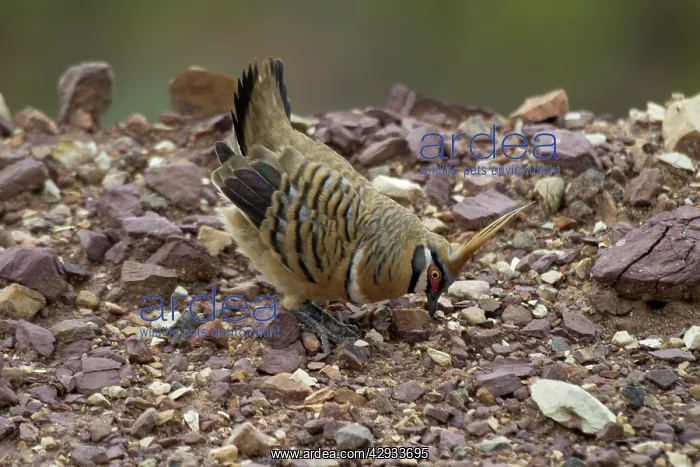 : Spinifex Pigeon - male displaying : Spinifex Pigeon - male displaying