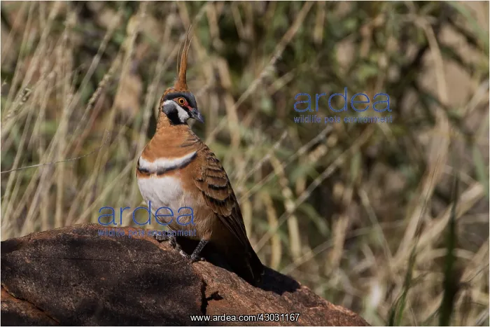 : Spinifex Pigeon - Perched on a rock among spinifex : Spinifex Pigeon - Perched on a rock among spinifex
