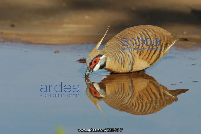 : Spinifex Pigeon - reflected while drinking : Spinifex Pigeon - reflected while drinking