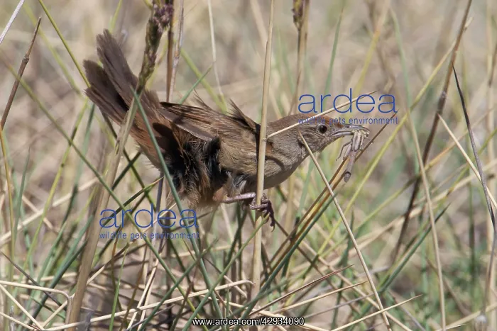: Spinifexbird - This bird was feeding a newly fledged : Spinifexbird - This bird was feeding a newly fledged