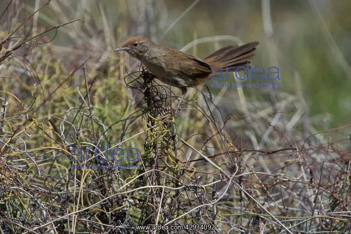 : Spinifexbird - Restricted to spinifex, Triodia : Spinifexbird - Restricted to spinifex, Triodia