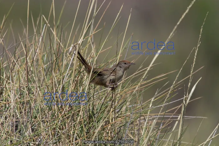 : Spinifexbird - Restricted to spinifex, Triodia : Spinifexbird - Restricted to spinifex, Triodia