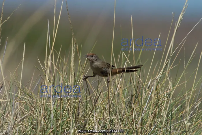 : Spinifexbird - Restricted to spinifex, Triodia : Spinifexbird - Restricted to spinifex, Triodia