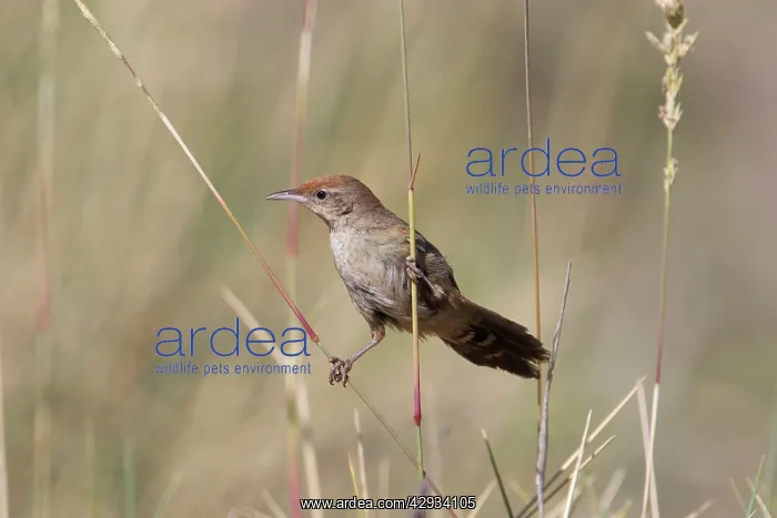 : Spinifexbird - Restricted to spinifex, Triodia : Spinifexbird - Restricted to spinifex, Triodia