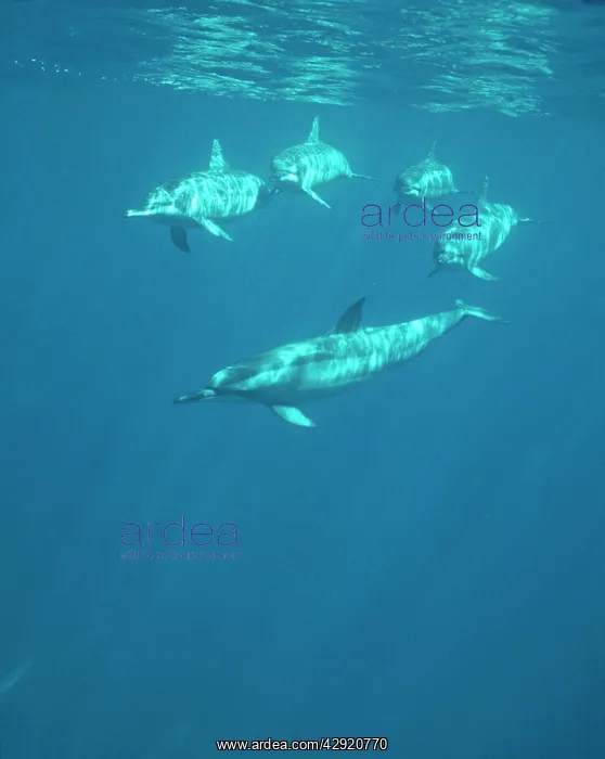  : Spinner Dolphin