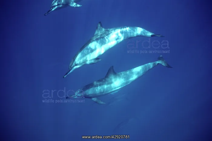 : Spinner dolphin : Spinner dolphin