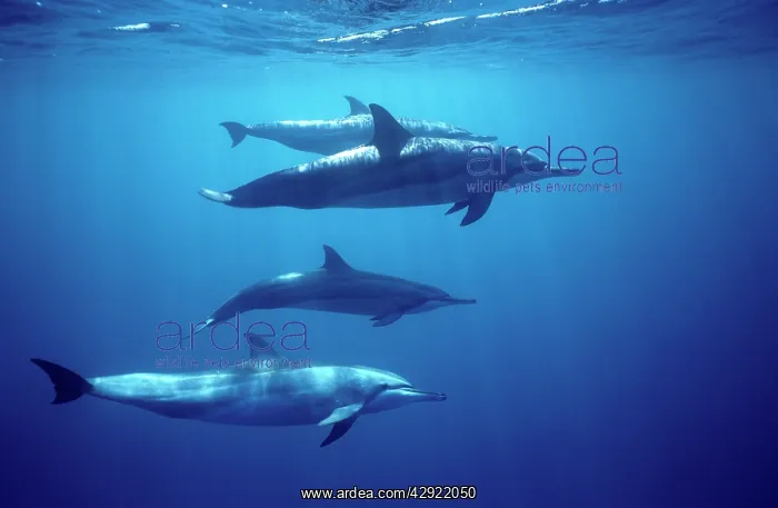 : Spinner dolphin : Spinner dolphin