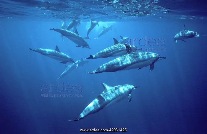 : Spinner dolphin : Spinner dolphin