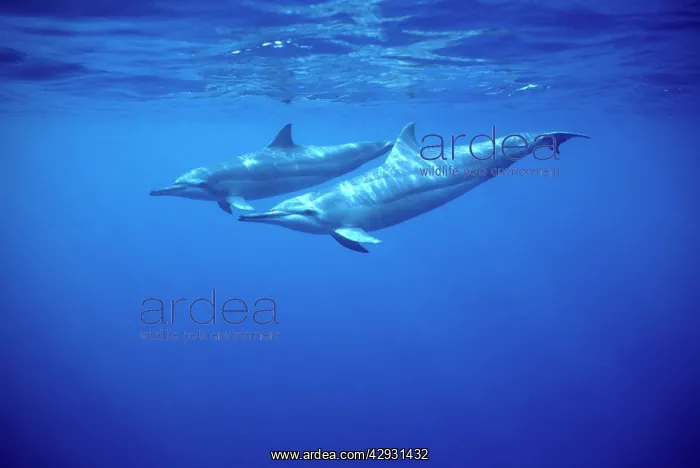 : Spinner dolphin : Spinner dolphin