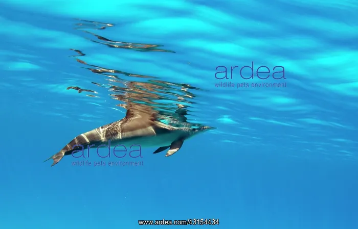 : Spinner Dolphin : Spinner Dolphin