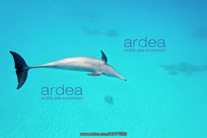 : Spinner dolphin (Stenella longirostris), Sataya : Spinner dolphin (Stenella longirostris), Sataya