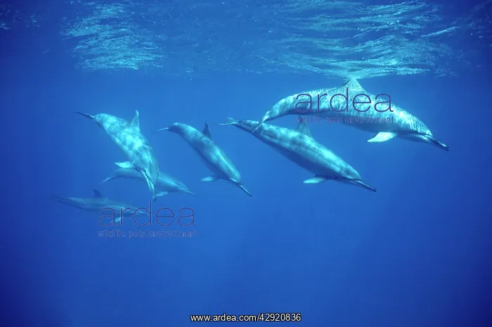 : SPINNER DOLPHINS : SPINNER DOLPHINS