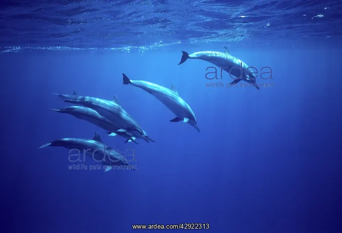 : Spinner dolphins : Spinner dolphins