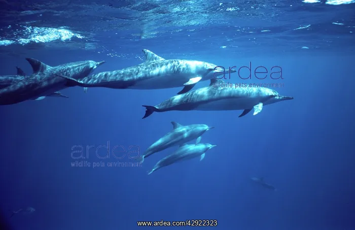 : Spinner dolphins : Spinner dolphins
