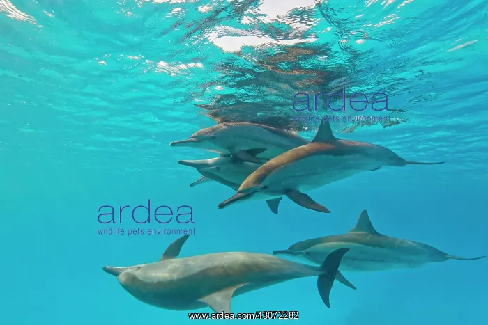 : Spinner dolphins (Stenella longirostris) mating : Spinner dolphins (Stenella longirostris) mating