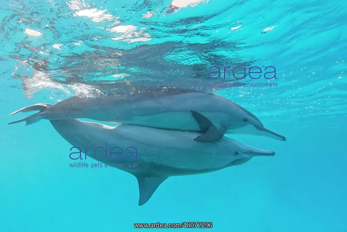 : Spinner dolphins (Stenella longirostris) mating : Spinner dolphins (Stenella longirostris) mating