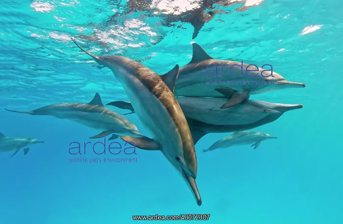 : Spinner dolphins (Stenella longirostris) mating : Spinner dolphins (Stenella longirostris) mating
