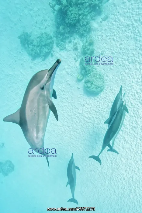 : Spinner dolphins (Stenella longirostris), Sataya : Spinner dolphins (Stenella longirostris), Sataya