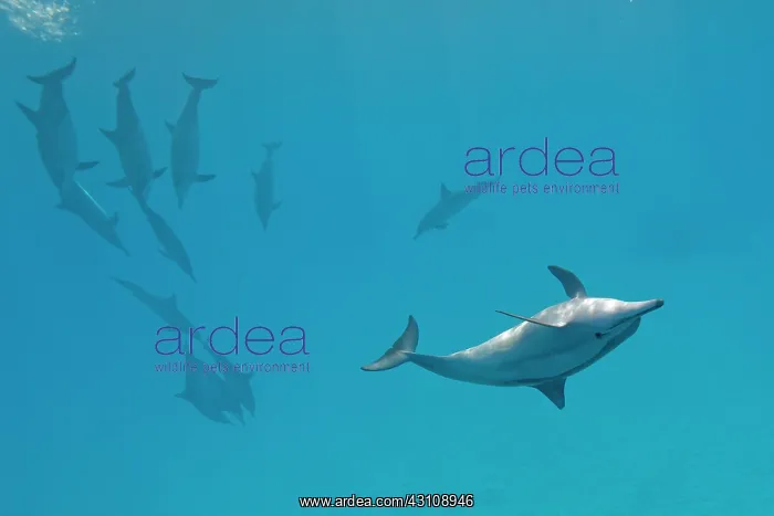 : Spinner dolphins (Stenella longirostris), Sataya : Spinner dolphins (Stenella longirostris), Sataya