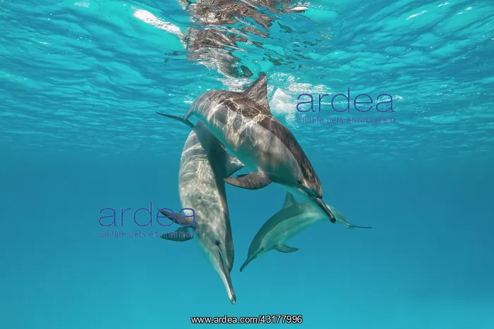 : Spinner dolphins (Stenella longirostris), Sataya : Spinner dolphins (Stenella longirostris), Sataya