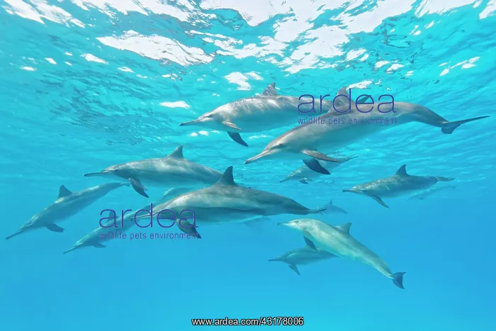 : Spinner dolphins (Stenella longirostris), Sataya : Spinner dolphins (Stenella longirostris), Sataya