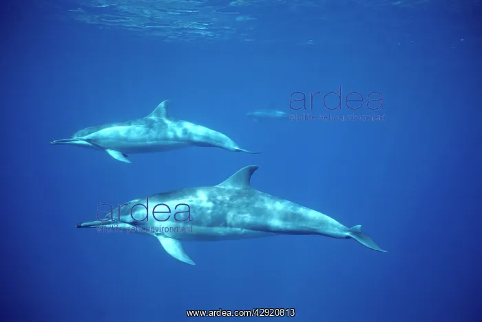 : Spinner Dolphins - two underwater : Spinner Dolphins - two underwater