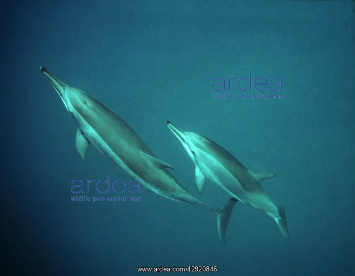 : Spinner Dolphins - underwater : Spinner Dolphins - underwater