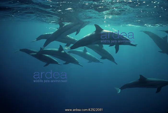 : Spinner Dolphins - underwater : Spinner Dolphins - underwater