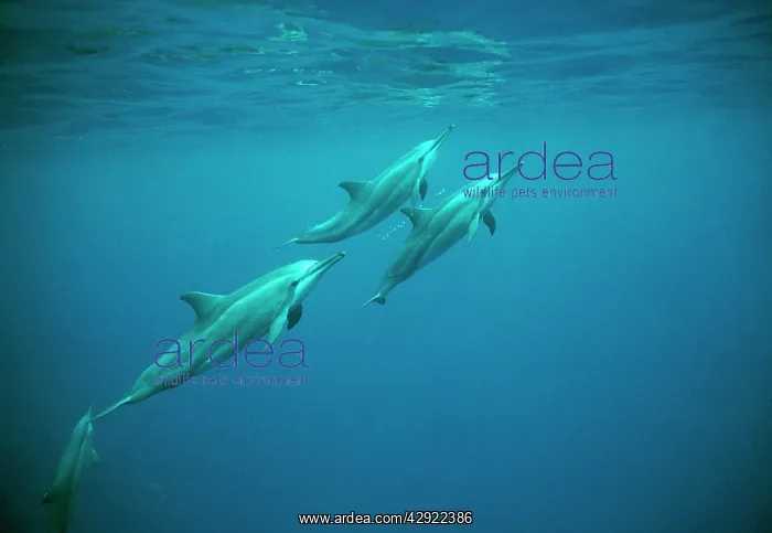 : Spinner Dolphins - underwater : Spinner Dolphins - underwater