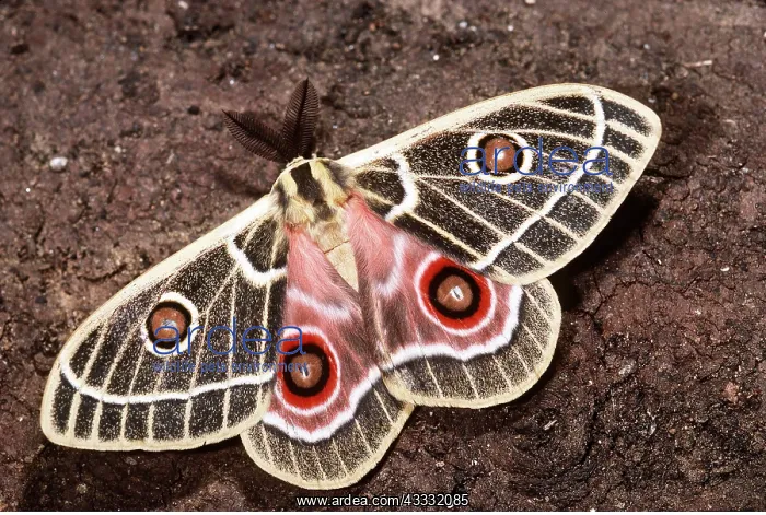 : Spinner Emperor MOTH : Spinner Emperor MOTH