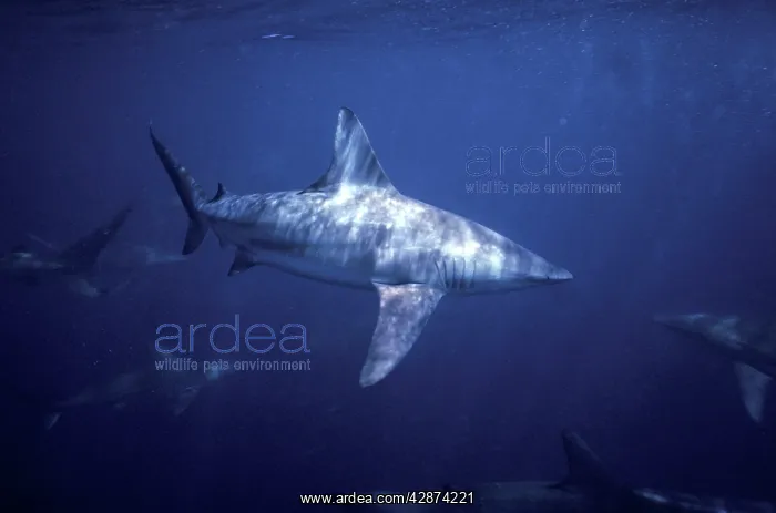 : Spinner Shark : Spinner Shark