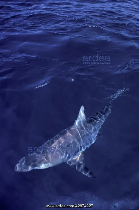 : Spinner Shark : Spinner Shark