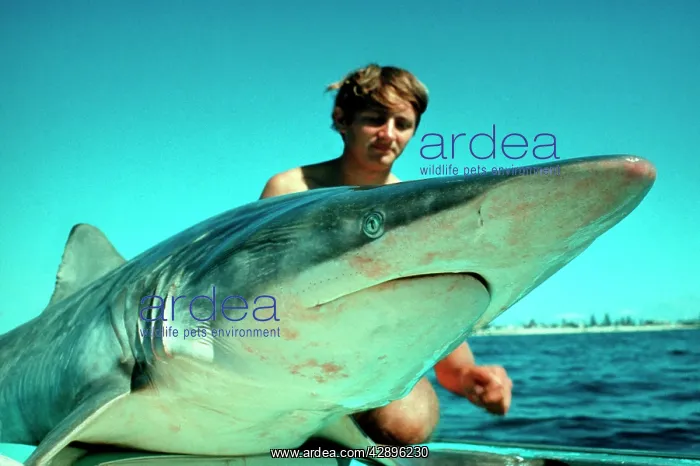 : Spinner Shark - Dead. This shark was taken from : Spinner Shark - Dead. This shark was taken from