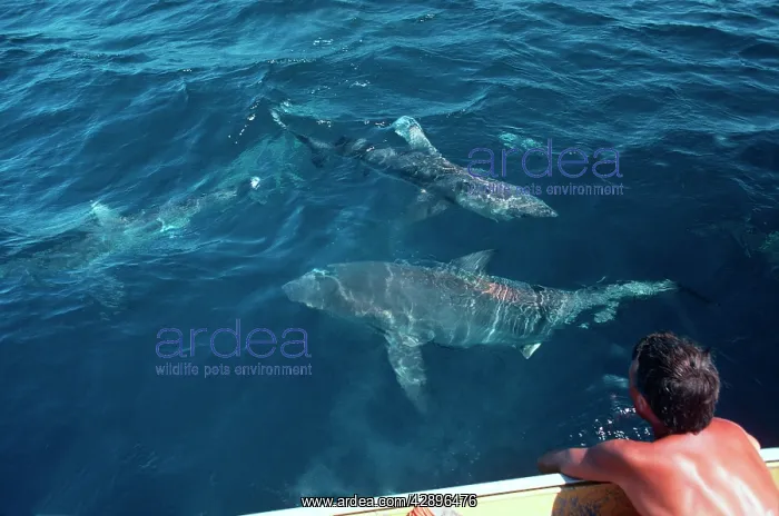  : Spinner Sharks - Next to boat