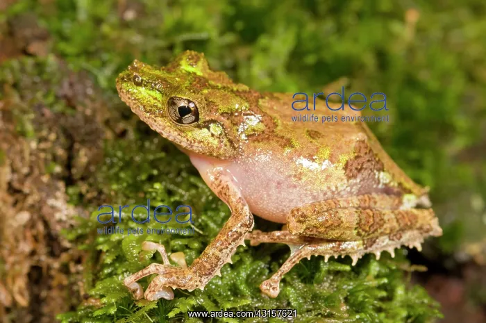 : Spinomantis aglavei frog showing fringes for camouflage on m : Spinomantis aglavei frog showing fringes for camouflage on m