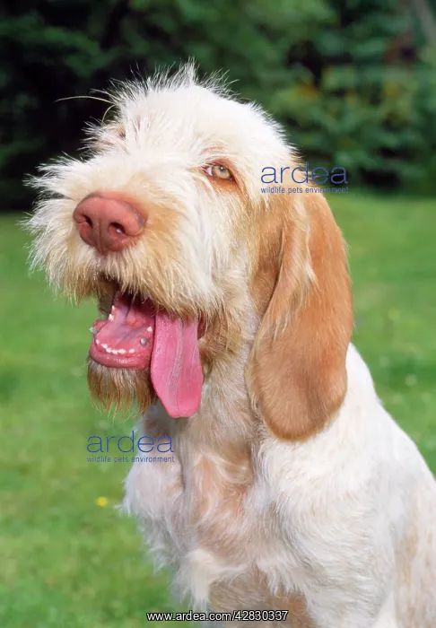 : Spinone Dog