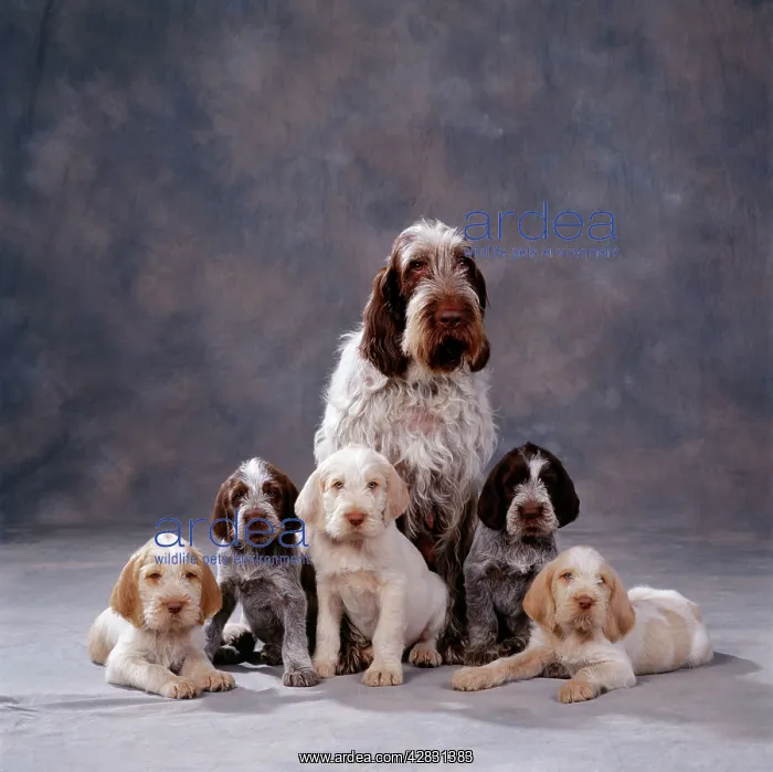 : Spinone Dog