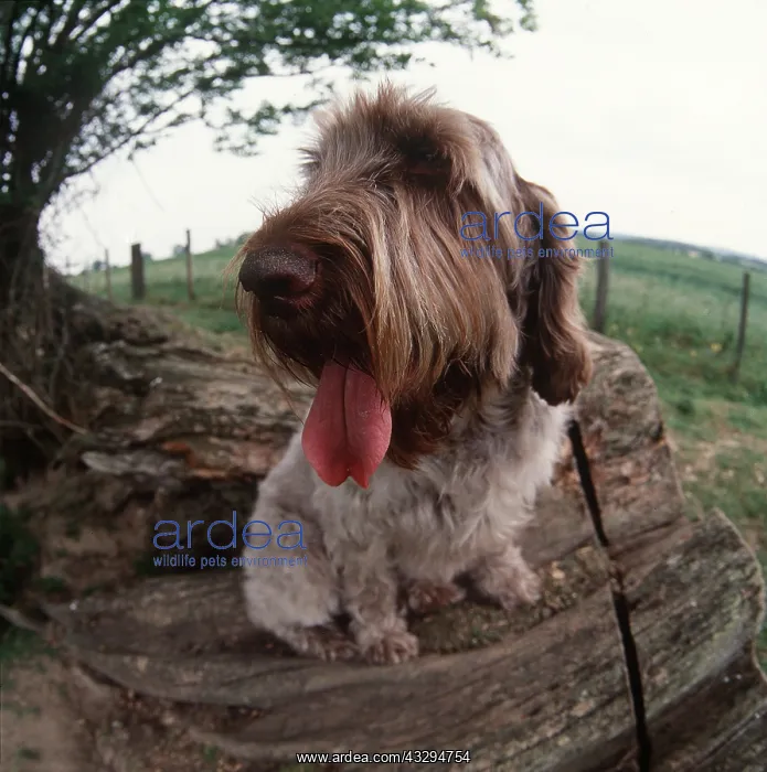 : Spinone DOG - panting : Spinone DOG - panting