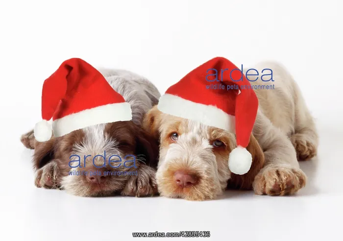 : Spinone Dog - puppies lying down wearing Christmas hats : Spinone Dog - puppies lying down wearing Christmas hats
