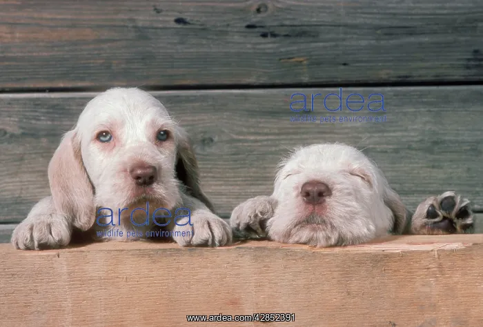 : Spinone DOG - two puppies peering, one eyes closed : Spinone DOG - two puppies peering, one eyes closed