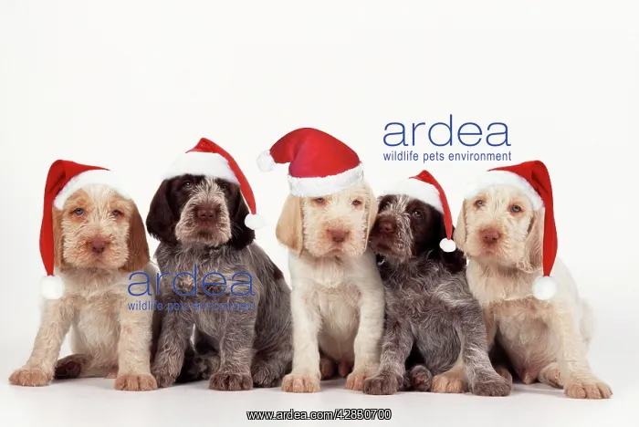  : Spinone Dog - puppies wearing christmas hats