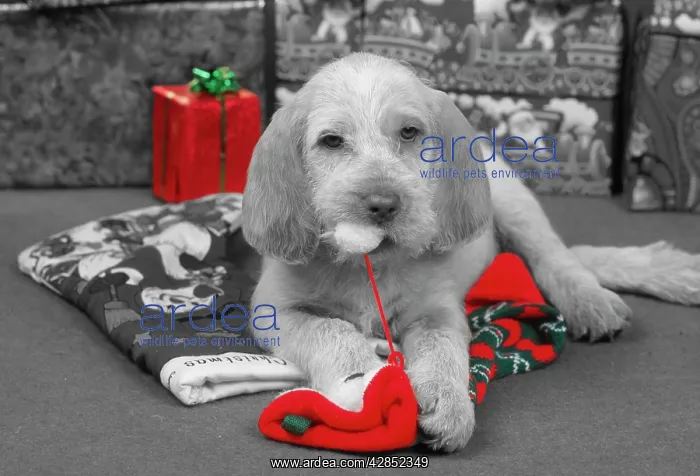 : Spinone Dog - Puppy at Christmas : Spinone Dog - Puppy at Christmas