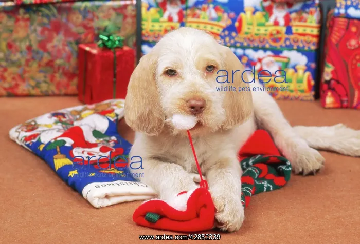 : SPINONE DOG - puppy at Christmas, chewing christmas stocking : SPINONE DOG - puppy at Christmas, chewing christmas stocking
