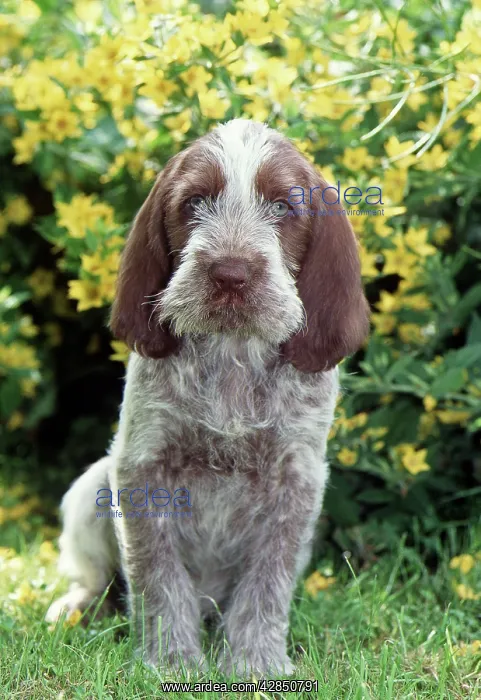 : SPINONE DOG - puppy in yellow flowers : SPINONE DOG - puppy in yellow flowers