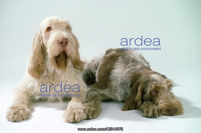 : SPINONE DOGS LYING DOWN : SPINONE DOGS LYING DOWN