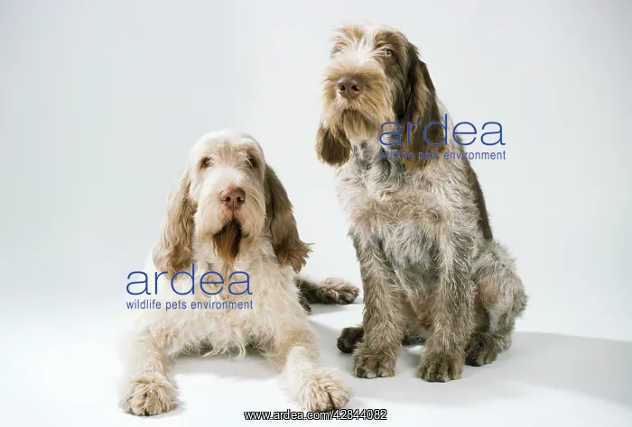 : SPINONE DOGS - two in studio : SPINONE DOGS - two in studio