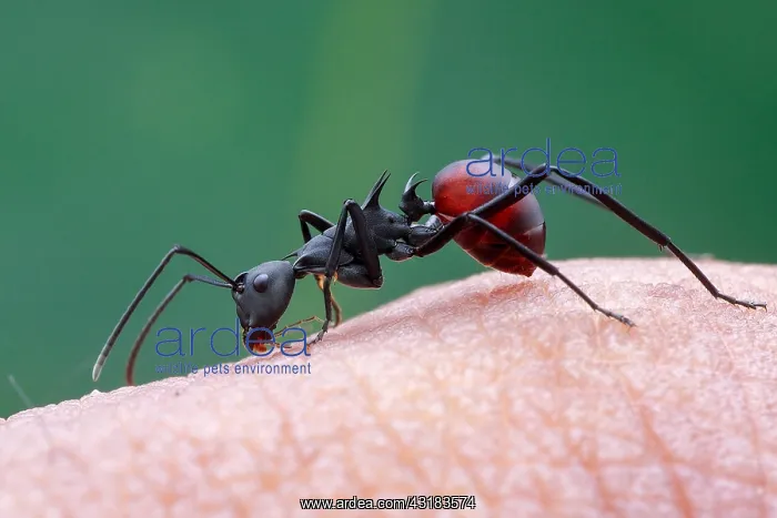 : A spiny ant (Formicidae - Polyrhachis (Myrmhopla) : A spiny ant (Formicidae - Polyrhachis (Myrmhopla)