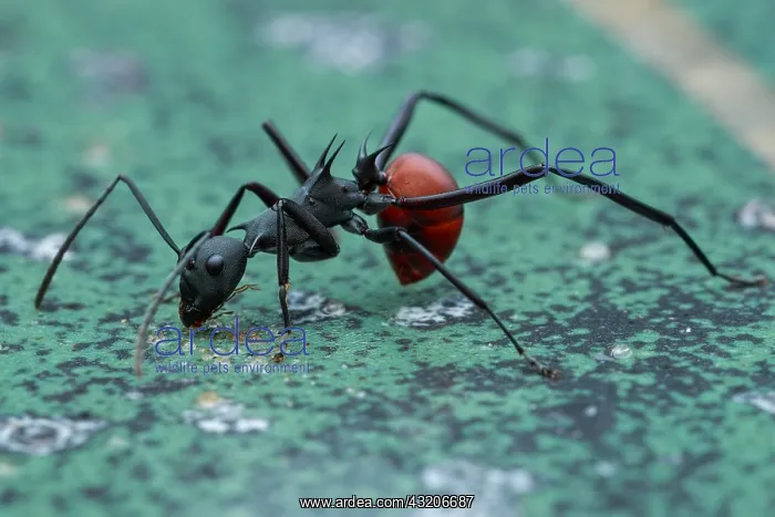 : A spiny ant (Formicidae - Polyrhachis (Myrmhopla) : A spiny ant (Formicidae - Polyrhachis (Myrmhopla)